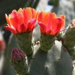 prickly pear cactus blooms