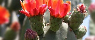 prickly pear cactus blooms