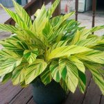 Alpinia flower in a pot