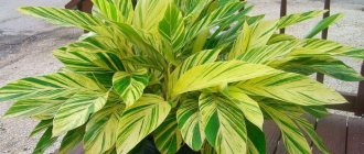 Alpinia flower in a pot