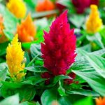 celosia flower