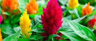 celosia flower