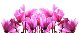 Cyclamen flower