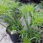 Cyperus flower