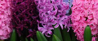 Hyacinth flower