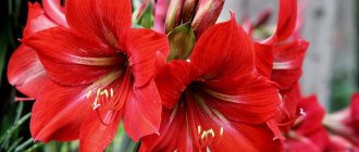 Hippeastrum flower: catalog of species and varieties, care features