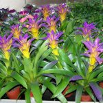 guzmania flower how to care