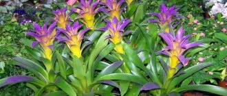 guzmania flower how to care