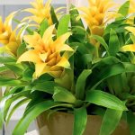 guzmania flower care at home