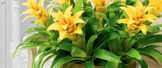 guzmania flower care at home