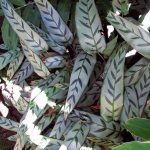 Calathea flower