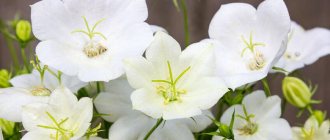 campanula flower