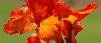 canna flower