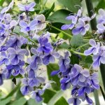 Ugandan clerodendrum flower: photo, care, how to take cuttings, crown formation