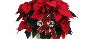 Flower &quot;red leaf&quot; Christmas star