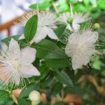 Myrtle flower