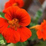 Nasturtium flower