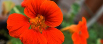 Nasturtium flower