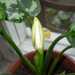 Blooming aglaonema