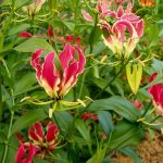 Blooming Gloriosa