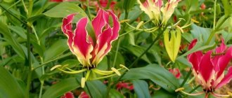 Blooming Gloriosa