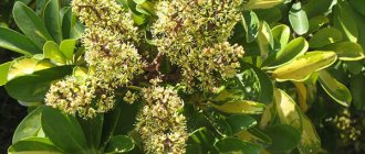 Blooming Schefflera