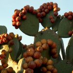 Blooming cacti