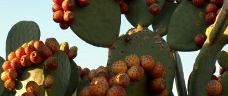 Blooming cacti