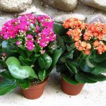 Flowering Kalanchoes are located on the southern part of the house, so they bloom profusely