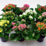 Blooming Kalanchoe in pots