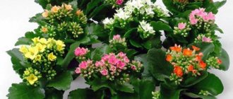 Blooming Kalanchoe in pots