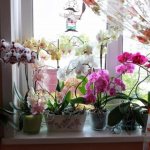 blooming orchids on the windowsill