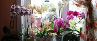 blooming orchids on the windowsill