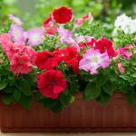 Flowering plants in a box