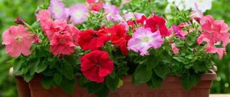 Flowering plants in a box