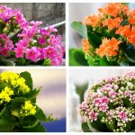 Blooming Kalanchoe1