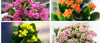 Blooming Kalanchoe1