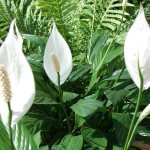 Blooming spathiphyllum