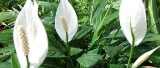 Blooming spathiphyllum