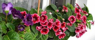 Gloxinia bloom on the windowsill