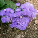 Ageratum flowers: planting and care