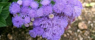 Ageratum flowers: planting and care