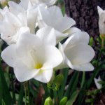 Freesia flowers