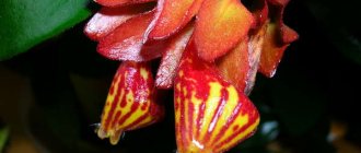 Nematanthus flowers