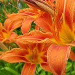 Flowers similar to lilies: names and photos (catalog)