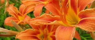 Flowers similar to lilies: names and photos (catalog)