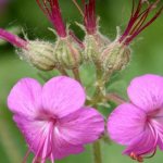 flowers of garden large-rhizome geranium