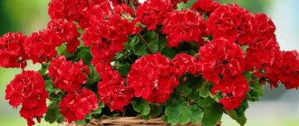 Flowers in a pot as a housewarming gift