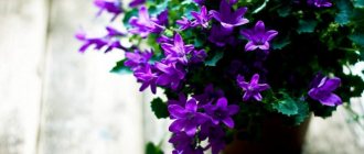 Flowers in a pot