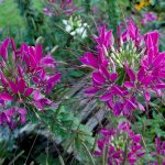 This plant is successfully used by landscape designers in flower beds and mixborders.